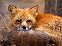 Red Fox